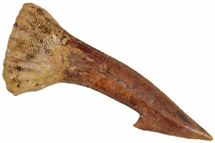 Fossil Sawfish (Onchopristis) Rostral Barb - Morocco #230985